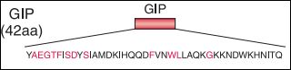 GIP glucose-dependent insulinotropic polypeptide