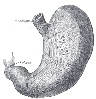 Muscular stomach to drain food in the intestines